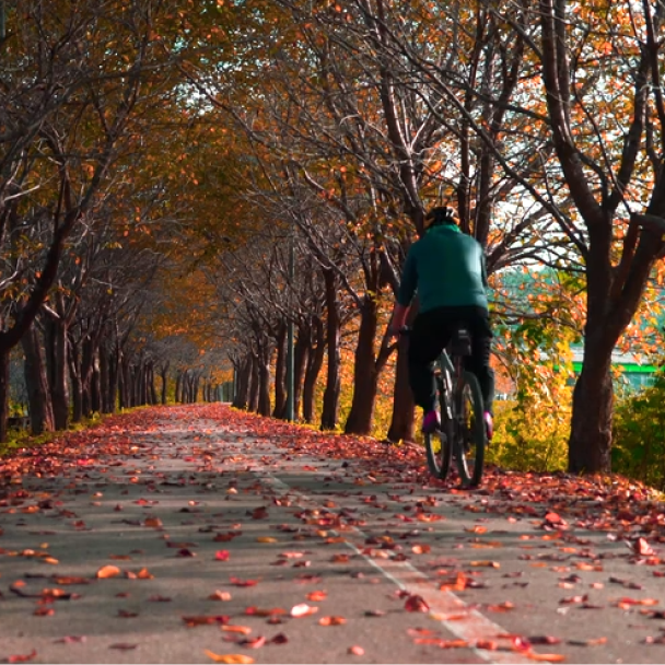 alt="Immagine di una persona che pedala lungo un sentiero alberato con foglie arancioni, rosse e gialle."