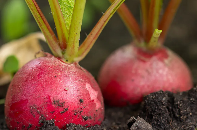 STIGA The best seed to saw in September
