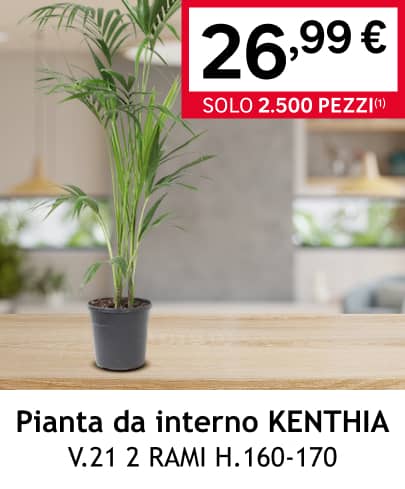 pianta da interno KENTHIA