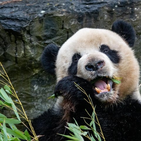 Activity image: Brugelette: Biglietto d'ingresso allo zoo di Pairi Daiza