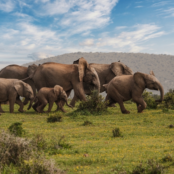 A group of elephants, including young ones, walking across a green meadow with scattered bushes, with a hill and blue sky with clouds in the background.
