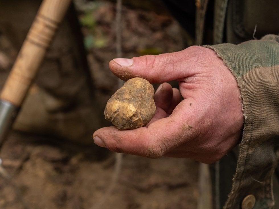 Il tartufo d'Alba