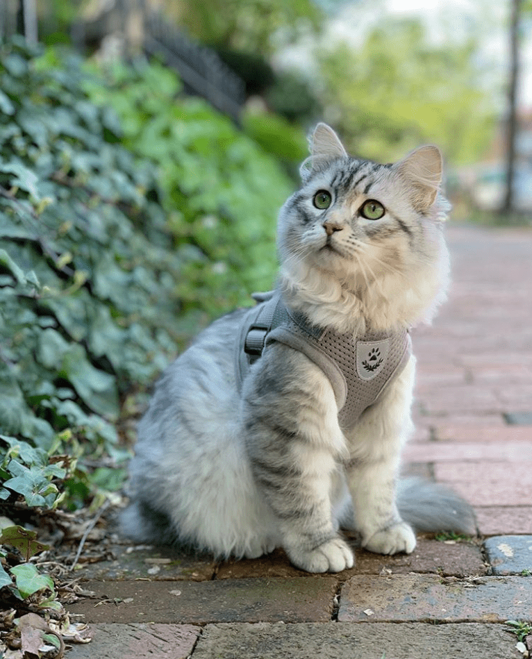 Pettorina Sicura Per Gatti