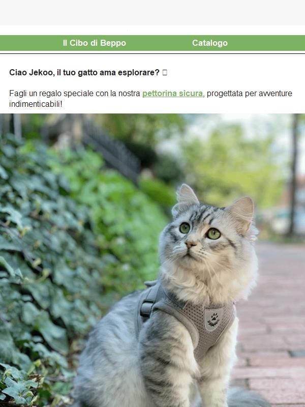 Fai esplorare il tuo gatto in sicurezza