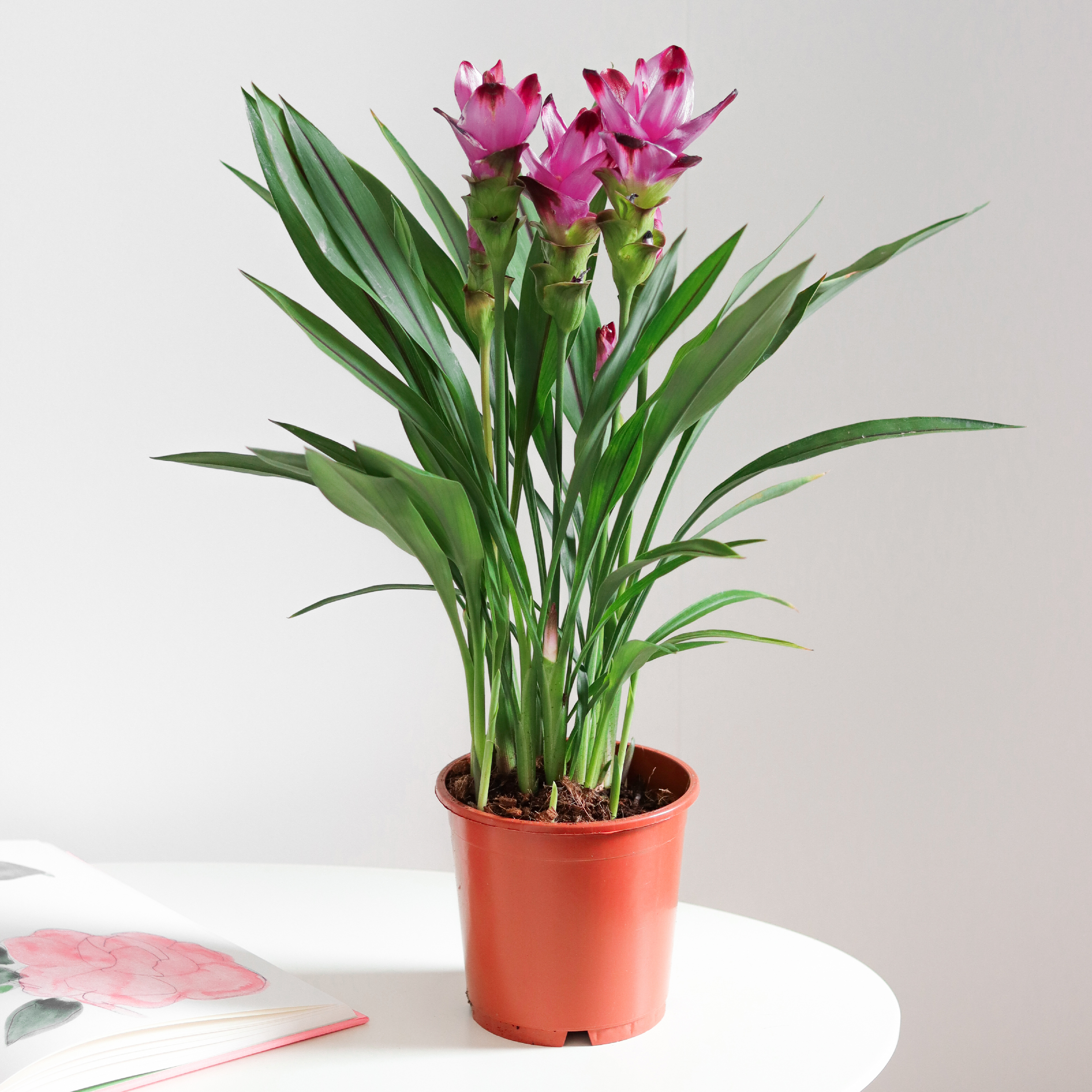 Plantas