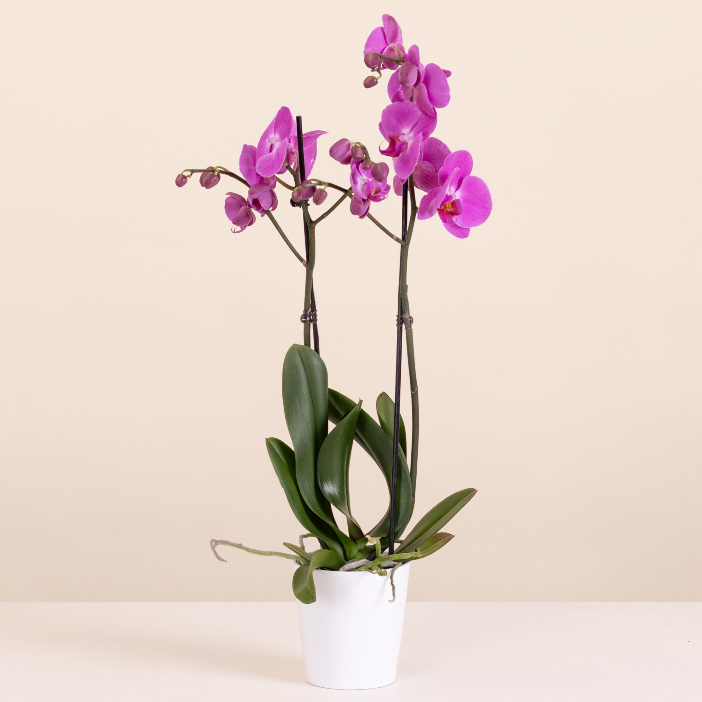 Plantas