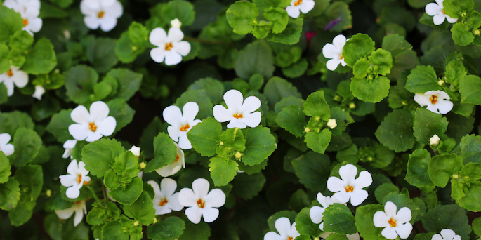 Bacopa monnieri