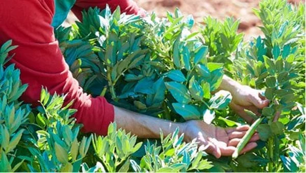 🏆️ Storie di produttori: Le-Gumì dal Piemonte