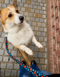 Guinzagli per cani da 12,99 €
