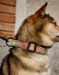 Collari per cani da 9,99 €