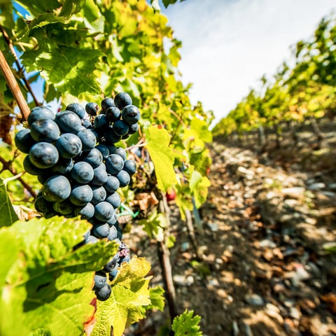 Activity image: Da Firenze: Tour enogastronomico della Toscana con guida