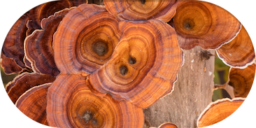 alt="Life Extension Reishi Extract Mushroom Complex"
