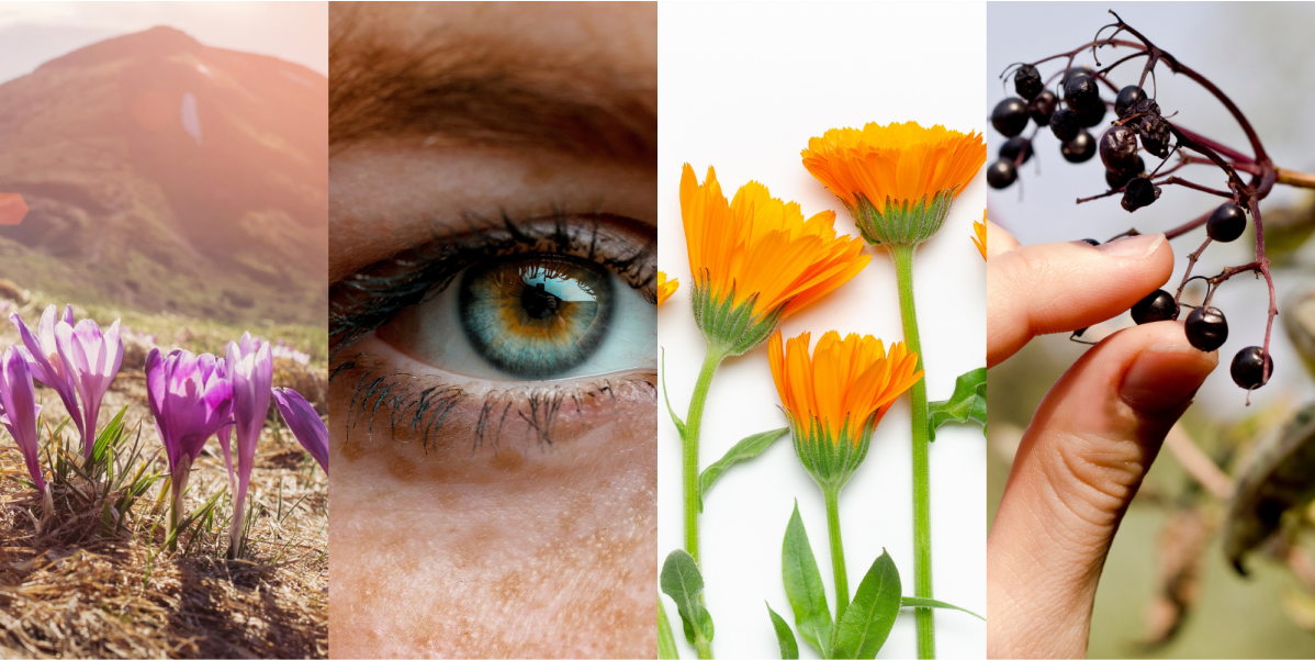 alt="Collage con fiori di croco in un paesaggio montano, un primo piano di un occhio umano, fiori di calendula arancione brillante e una mano che regge bacche di sambuco, che rappresentano piante botaniche naturali che sostengono gli occhi.»