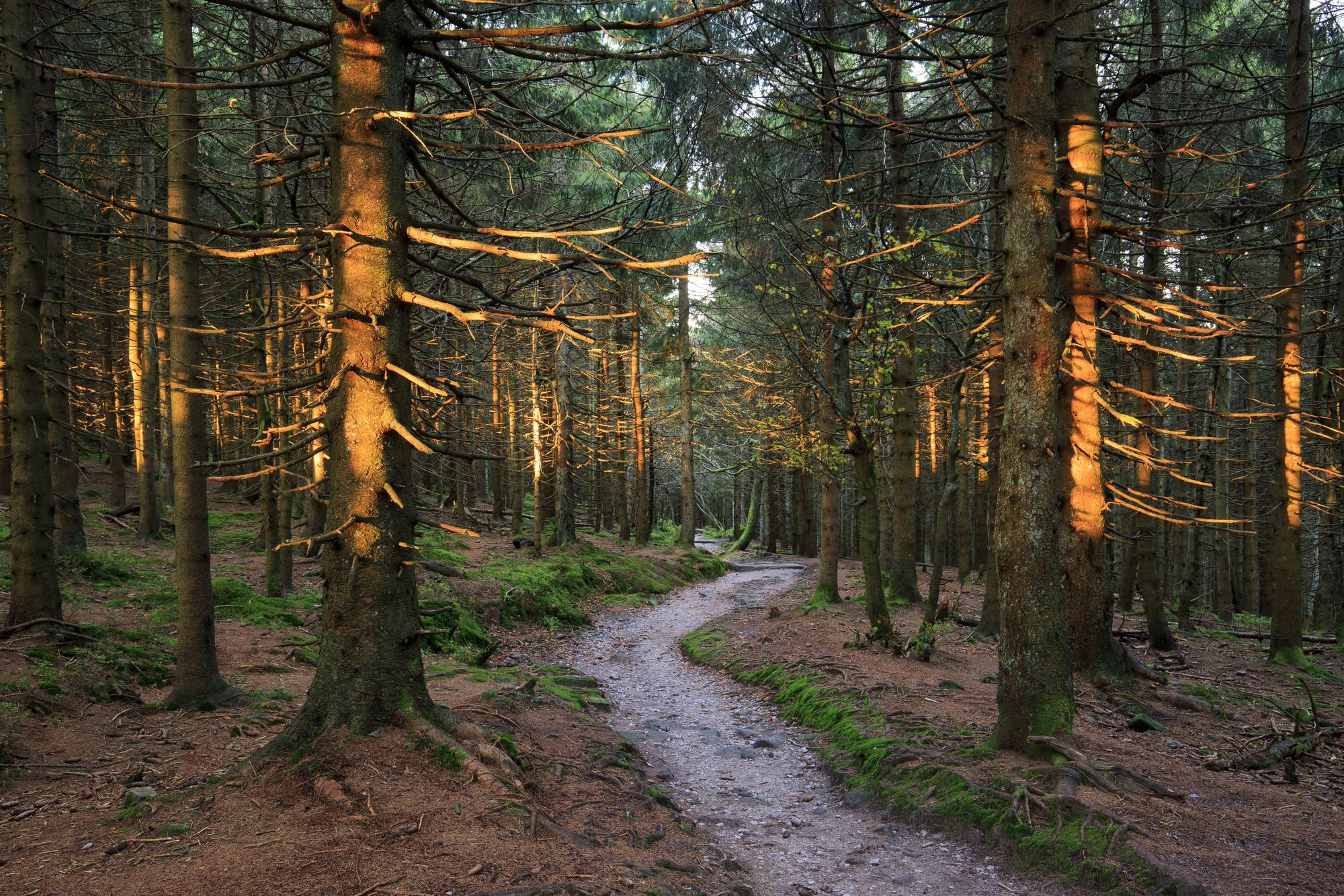 Autunno nella Foresta Nera, in Germania
