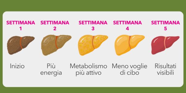 Fegato- settimane