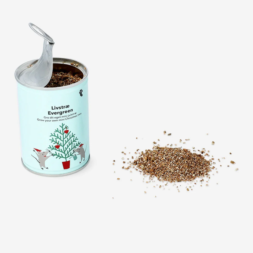 Grow your own Christmas tree