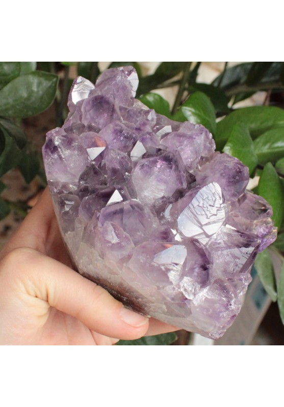 Image of Drusa di Ametista del Brasile