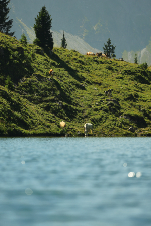 Immagine del nuovo prodotto  EOS R6 Mark III