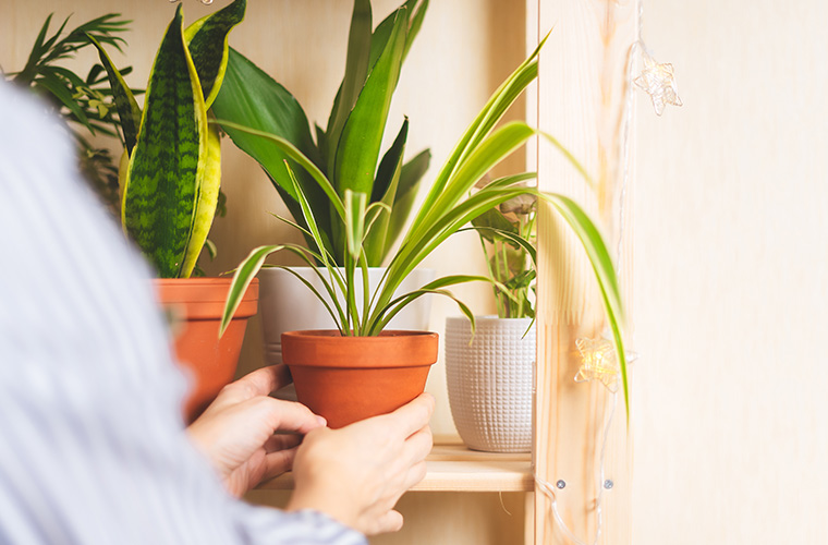 Protect plants against frost