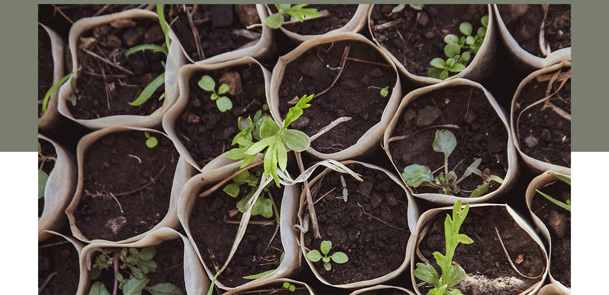 Green Friday 2025 - Davines