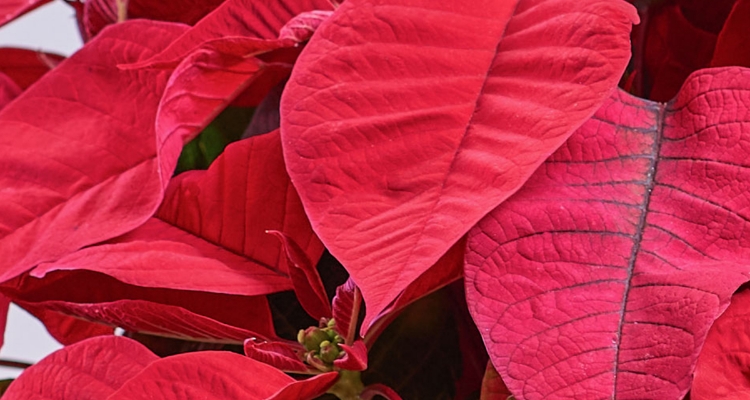 Poinsettia