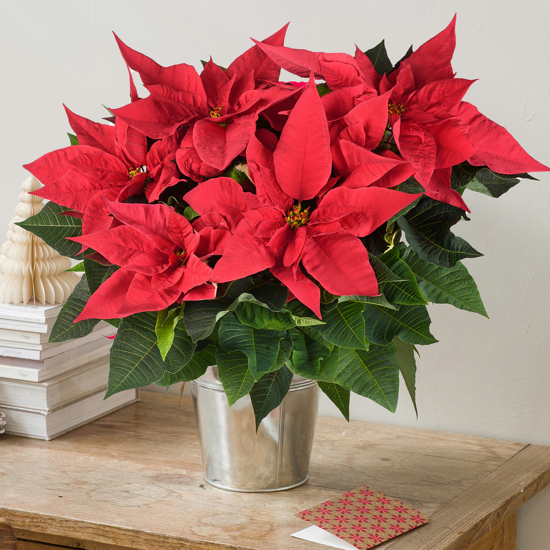 Stella di Natale grande