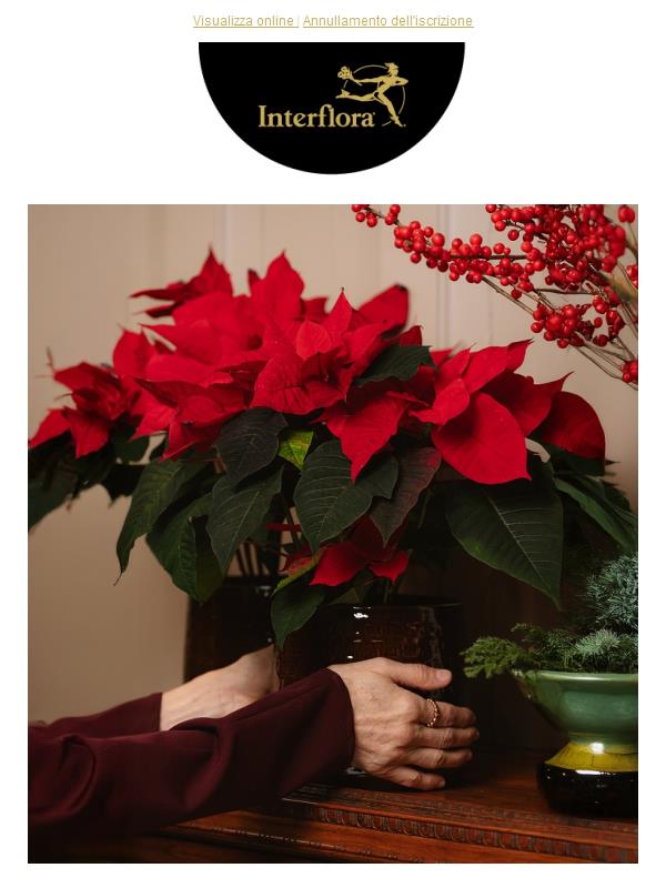 La stella dell’inverno con un -10%