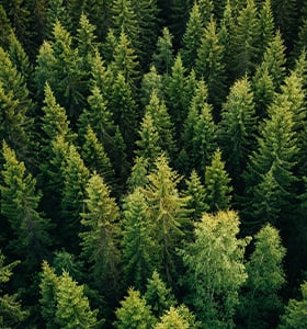 Siamo diventati più green con la certificazione FSC®