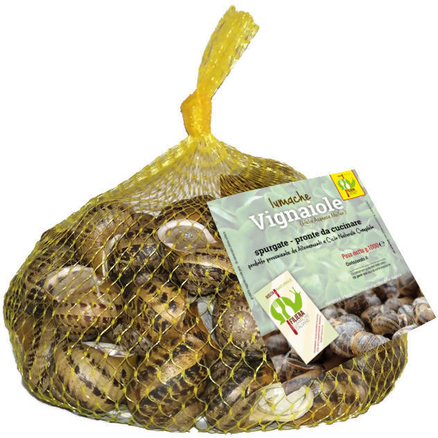 Lumache da Gastronomia Vignaiole Helix Aspersa 11-12 gr. Cad Pronte per la Cottura Filiera Lumache Italiane Coclè