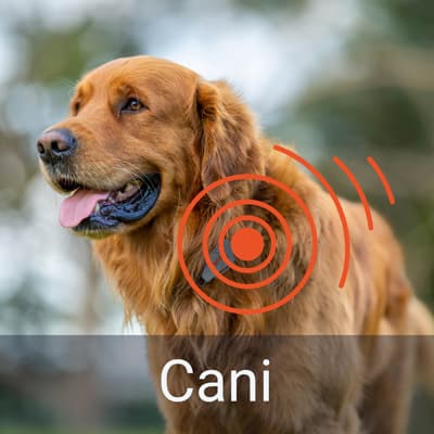 CANI
