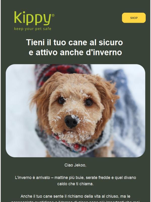 L'inverno sta rallentando il tuo pet? Ecco come mantenerlo attivo ❄️