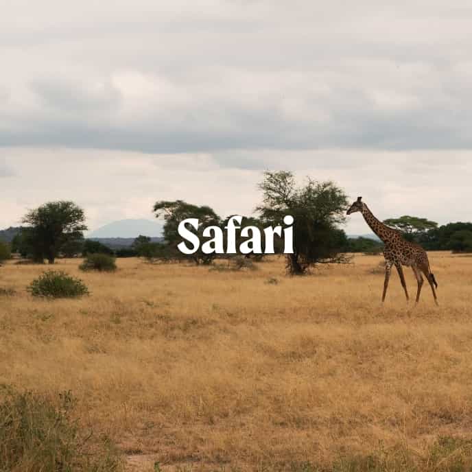 Safari