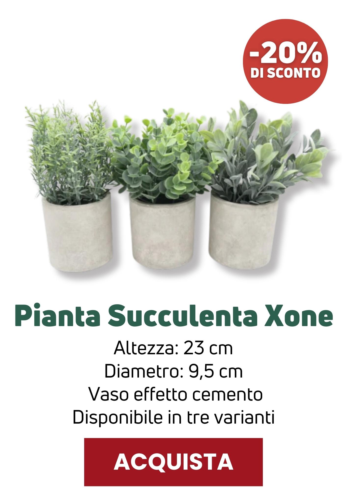 Pianta Succulenta Xone | Perrone Shop