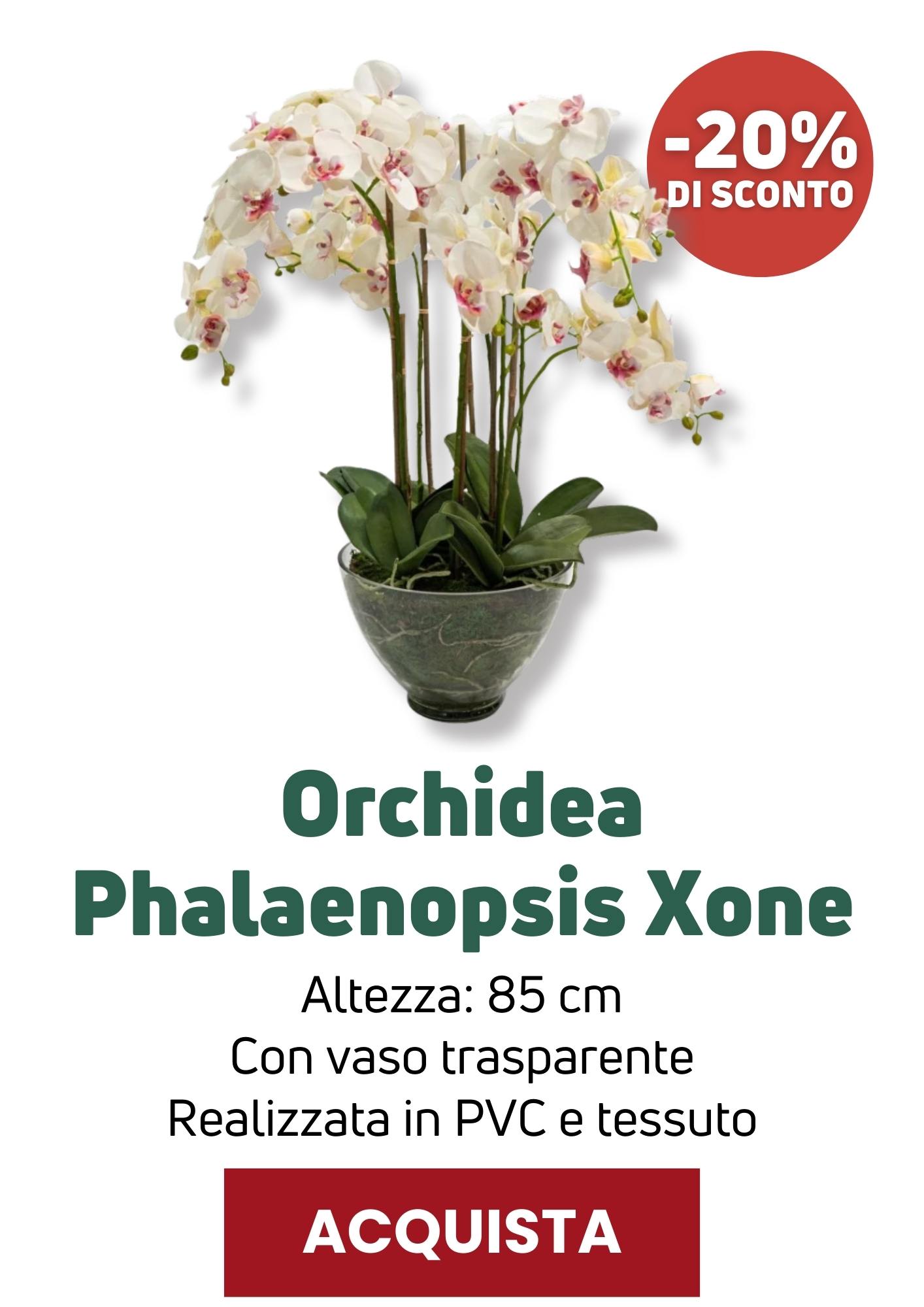 Orchidea in vaso Xone | Perrone Shop