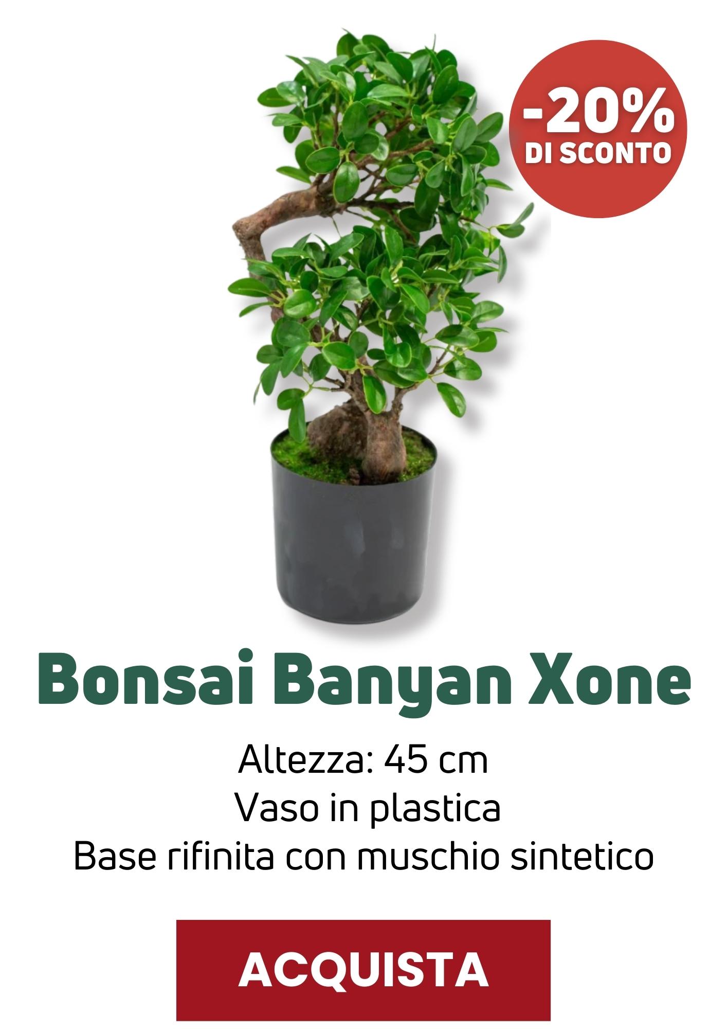 Bonsai Banyan Xone | Perrone Shop