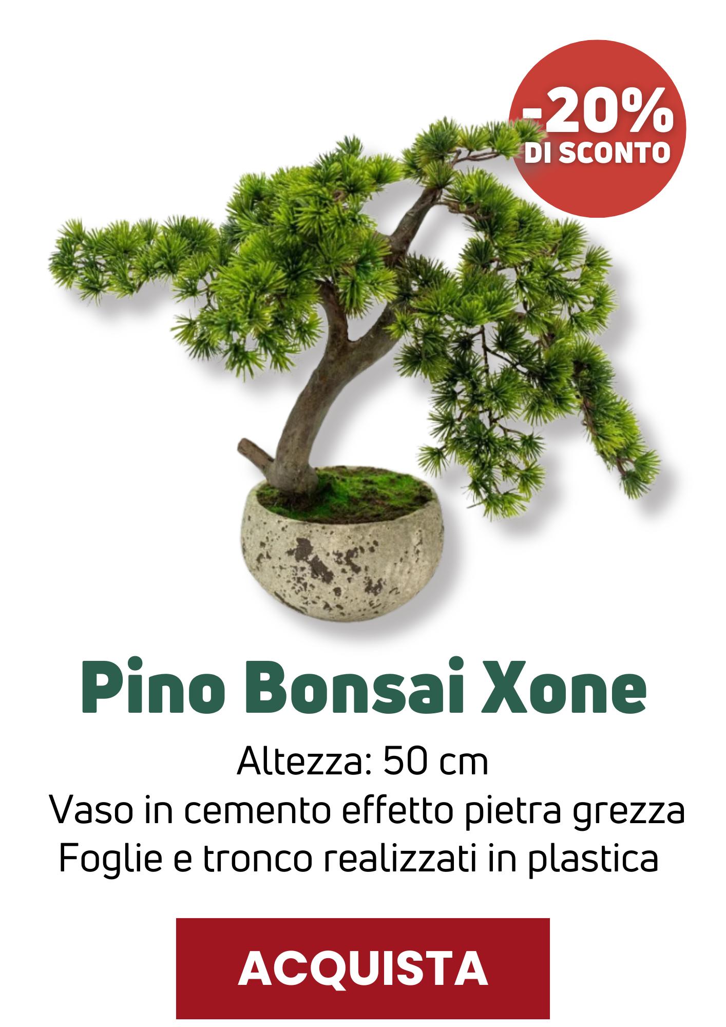 Pino Bonsai Xone | Perrone Shop