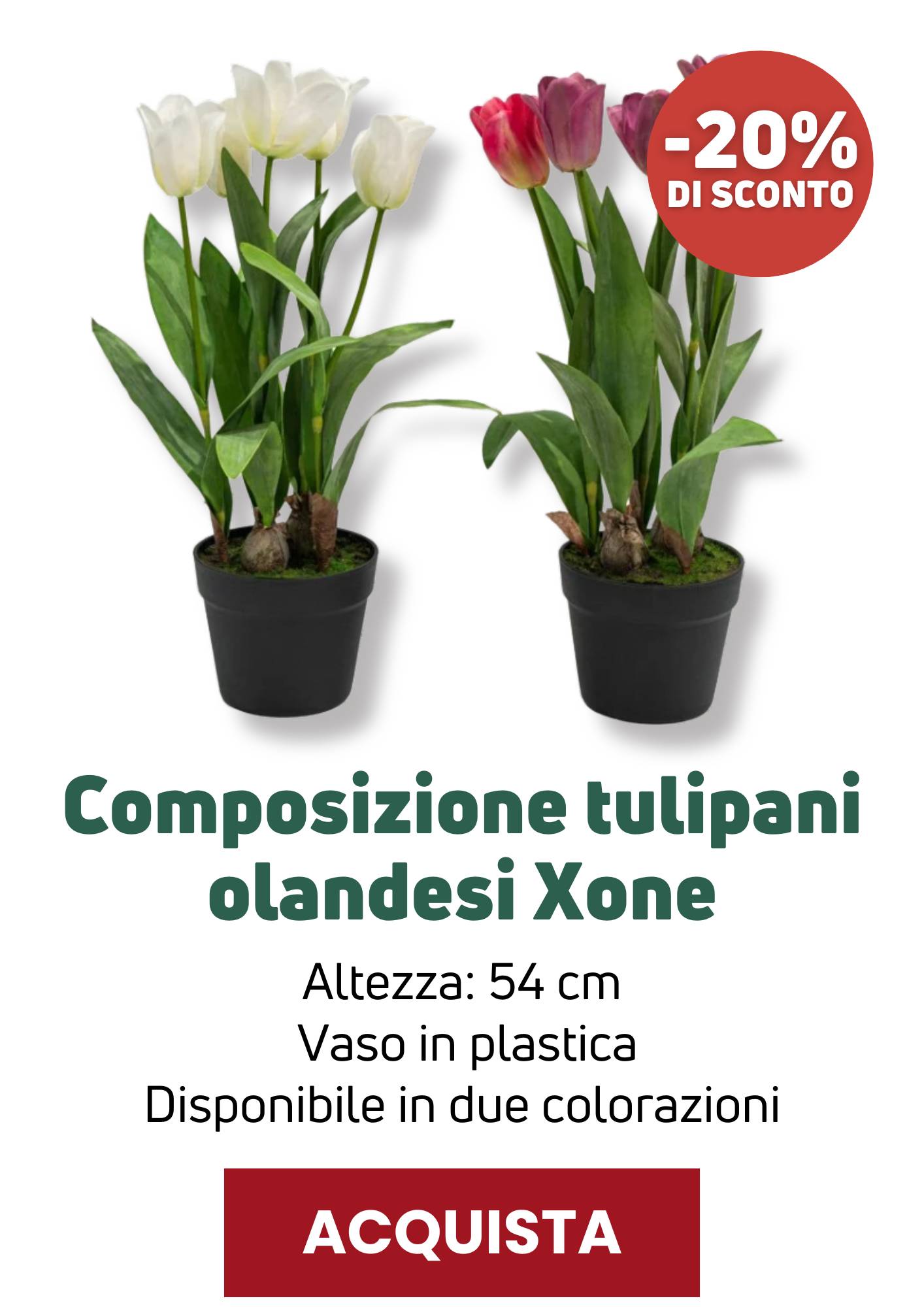 Tulipani olandesi Xone | Perrone Shop