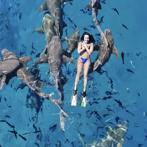 Activity image: Maafushi: squali nutrice, razze, banchi di sabbia e delfini