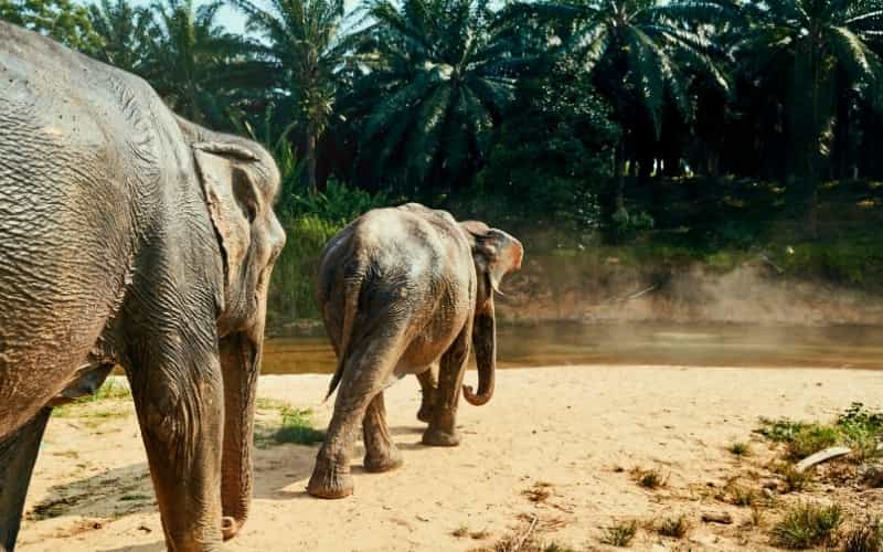 Hors des sentiers battus, vie sauvage et culture maorie