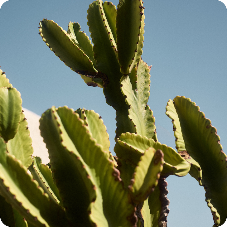 an image of a cactus plant with a clear blue sky in the background