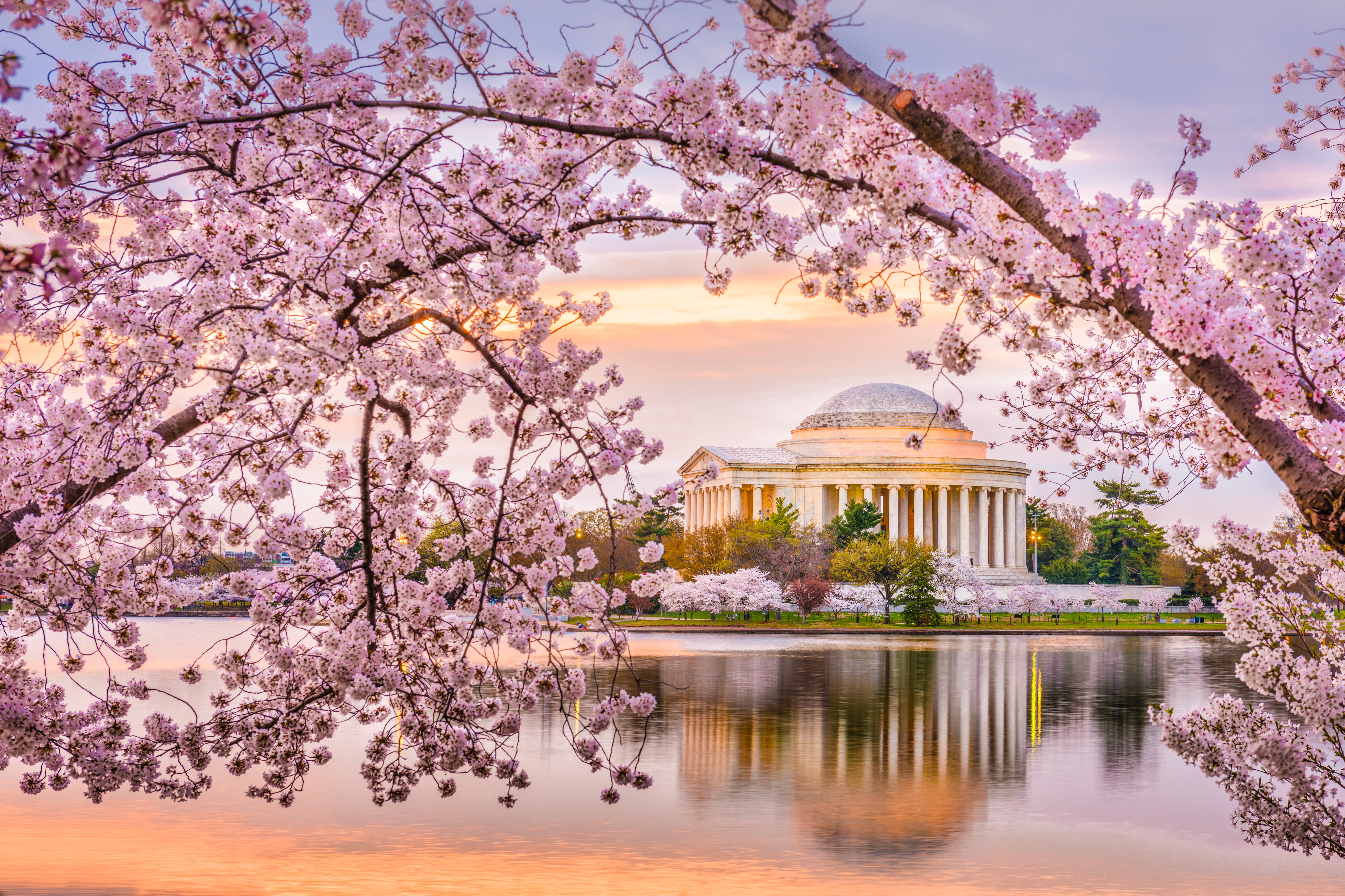 Dove ammirare la fioritura dei ciliegi questa primavera