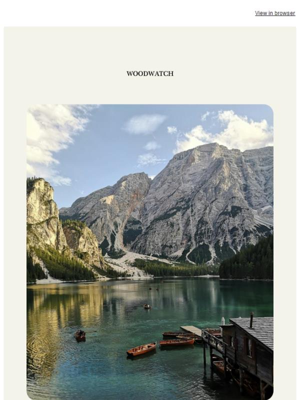 The Friday Pause: The In-Between Week 🌿