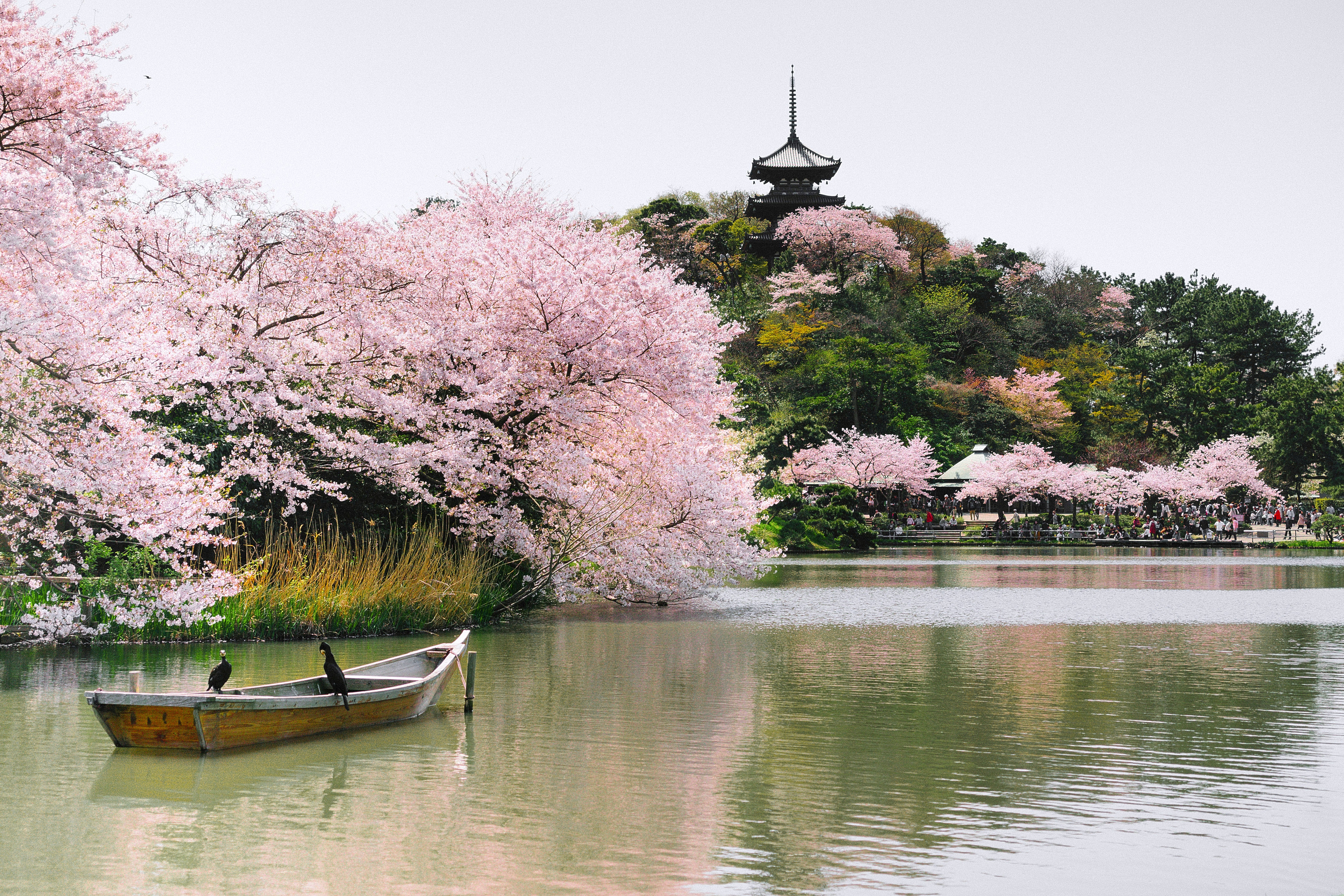 Una guida locale per la fioritura dei ciliegi a Tokyo