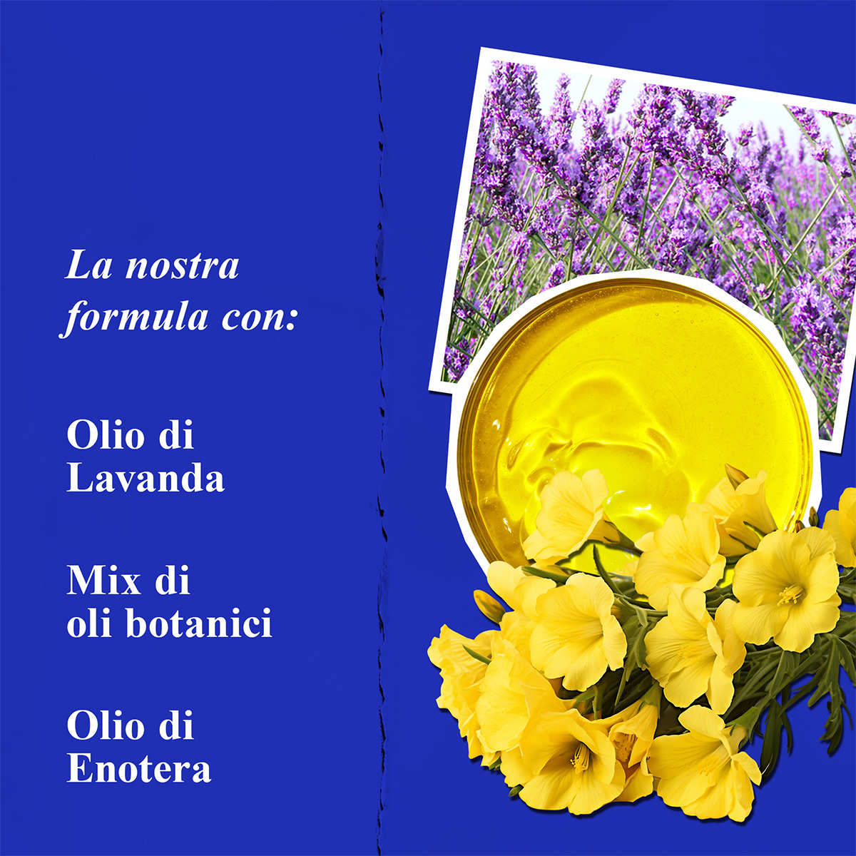Ingredienti botanici di Midnight Recovery: Olio di Lavanda, Enotera e texture dorata su sfondo blu Kiehl's.