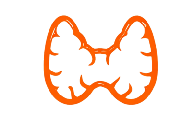 Gli ormoni della tiroide regolano la velocità del metabolismo e la quantità di energia prodotta.