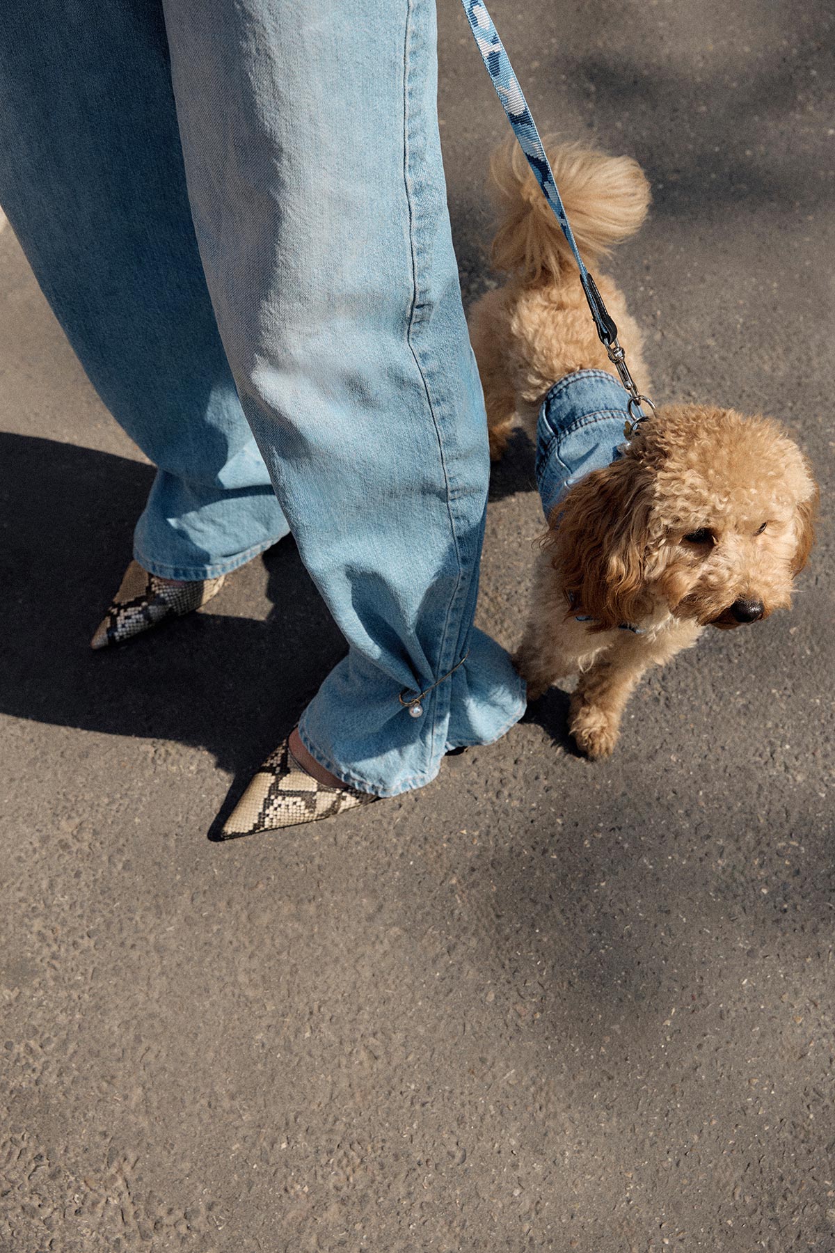 Woman in wide-leg jeans and snakeskin pointed heels walking apricot toy poodle in blue harness on pavement
