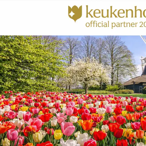 Activity image: Amsterdam: ingresso al Keukenhof e bus navetta con ritorno flessibile