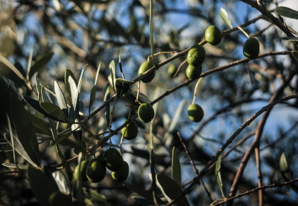 Storie di produttori: Olio Evo Le Mire dalla Toscana