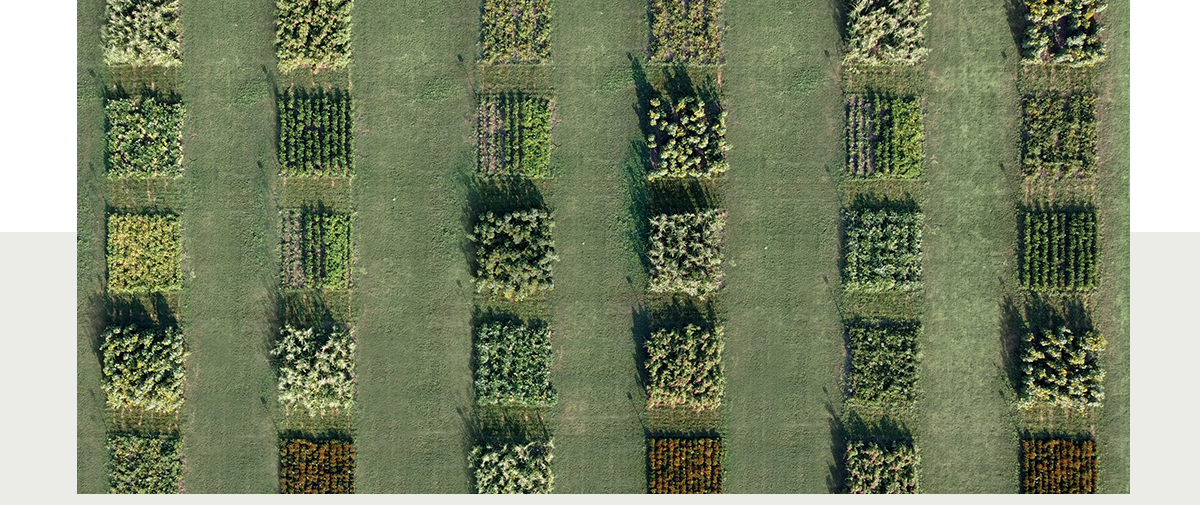 Nuova Essential Haircare | Davines