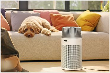 A dog sits on a sofa behind a Dyson Hushjet purifier.